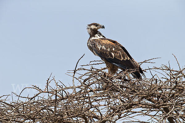 Schreiseeadler (Haliaeetus vocifer)