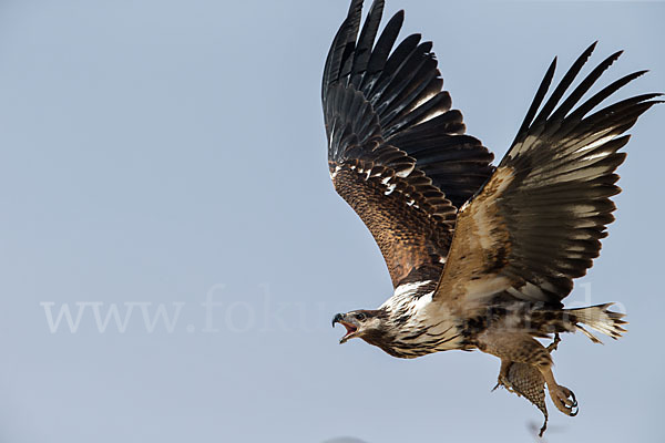 Schreiseeadler (Haliaeetus vocifer)