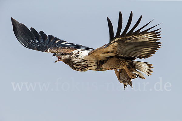 Schreiseeadler (Haliaeetus vocifer)