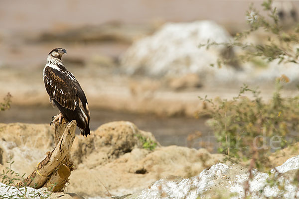 Schreiseeadler (Haliaeetus vocifer)