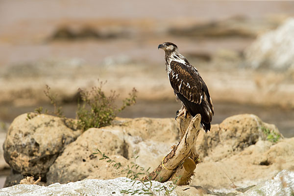 Schreiseeadler (Haliaeetus vocifer)