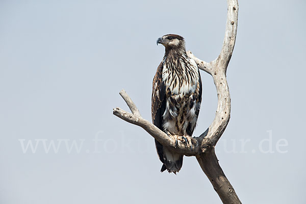 Schreiseeadler (Haliaeetus vocifer)