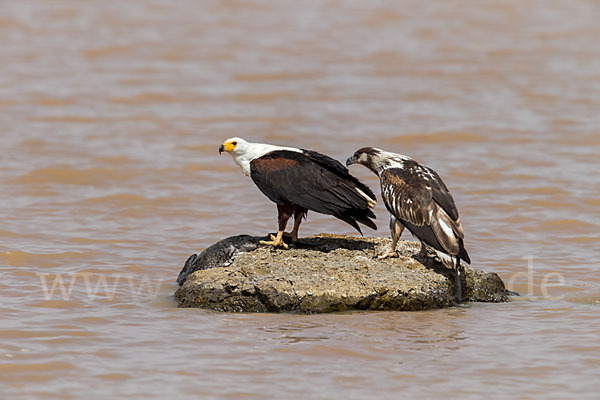 Schreiseeadler (Haliaeetus vocifer)