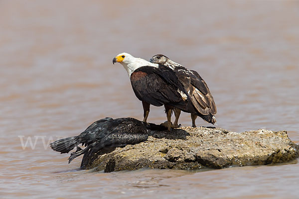 Schreiseeadler (Haliaeetus vocifer)