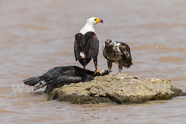 Schreiseeadler (Haliaeetus vocifer)