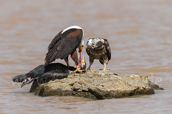 Schreiseeadler (Haliaeetus vocifer)