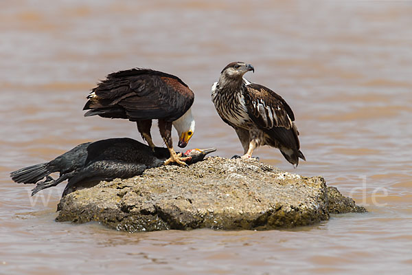 Schreiseeadler (Haliaeetus vocifer)