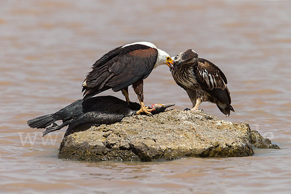 Schreiseeadler (Haliaeetus vocifer)