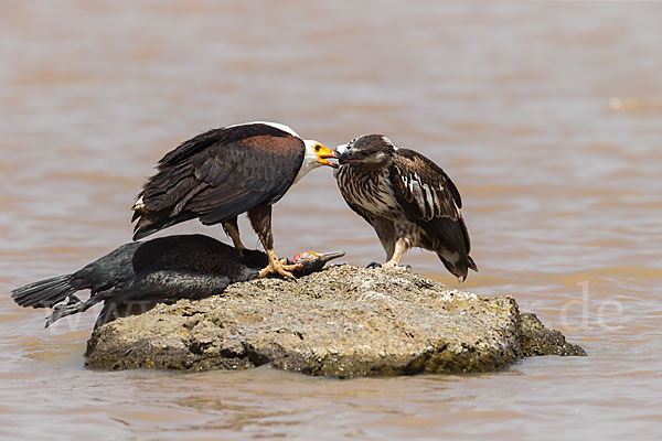 Schreiseeadler (Haliaeetus vocifer)