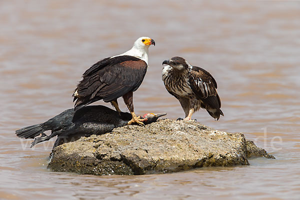 Schreiseeadler (Haliaeetus vocifer)