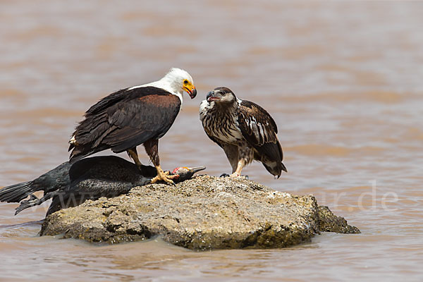 Schreiseeadler (Haliaeetus vocifer)