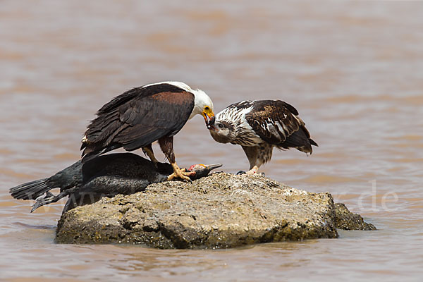 Schreiseeadler (Haliaeetus vocifer)