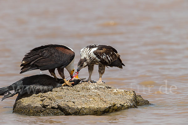 Schreiseeadler (Haliaeetus vocifer)