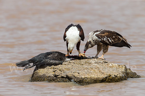 Schreiseeadler (Haliaeetus vocifer)