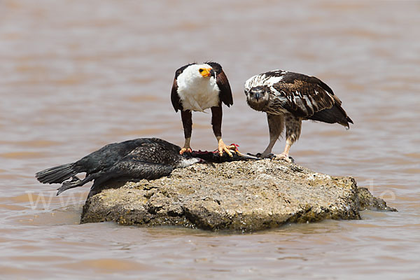 Schreiseeadler (Haliaeetus vocifer)