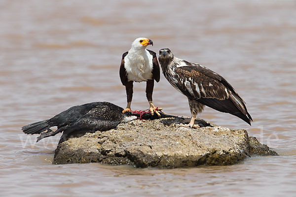 Schreiseeadler (Haliaeetus vocifer)