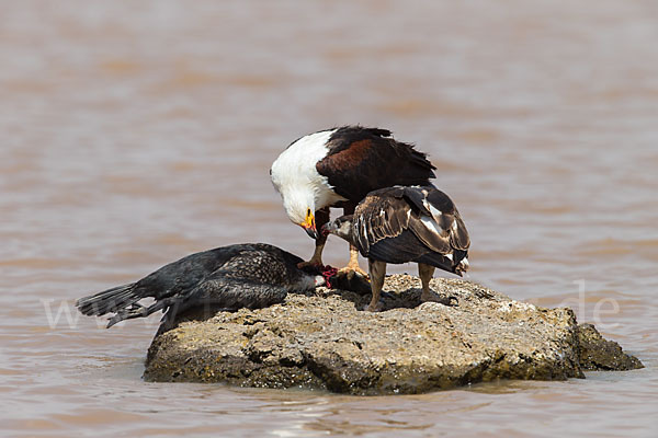 Schreiseeadler (Haliaeetus vocifer)