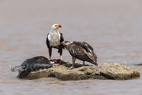 Schreiseeadler (Haliaeetus vocifer)