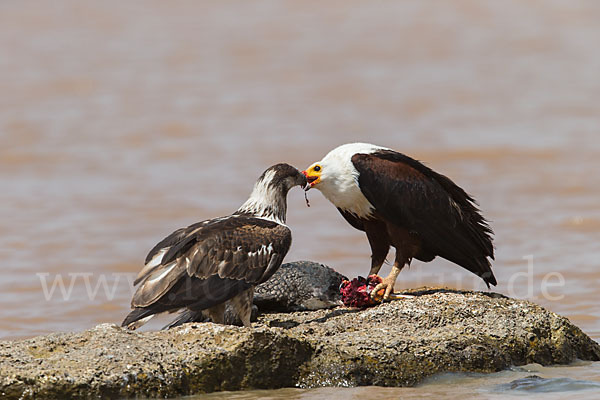 Schreiseeadler (Haliaeetus vocifer)