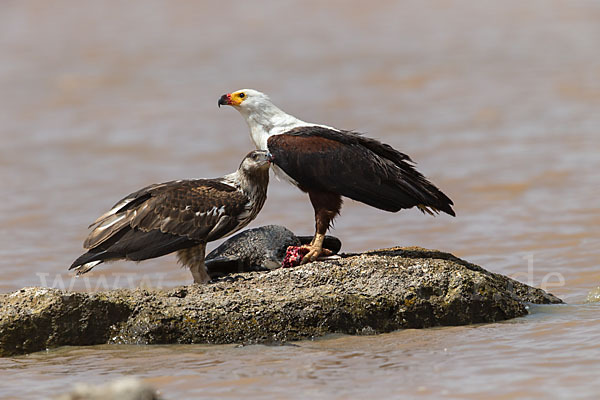 Schreiseeadler (Haliaeetus vocifer)