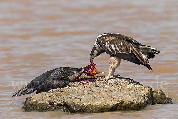 Schreiseeadler (Haliaeetus vocifer)