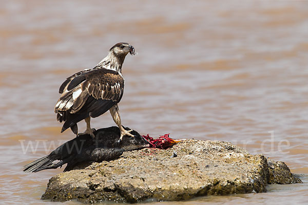 Schreiseeadler (Haliaeetus vocifer)