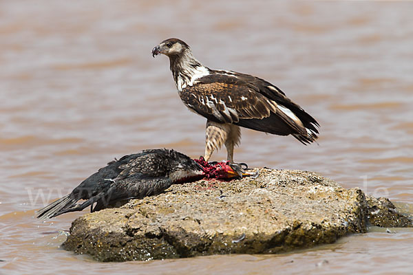 Schreiseeadler (Haliaeetus vocifer)