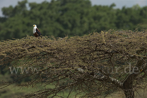 Schreiseeadler (Haliaeetus vocifer)