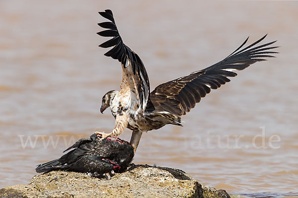 Schreiseeadler (Haliaeetus vocifer)