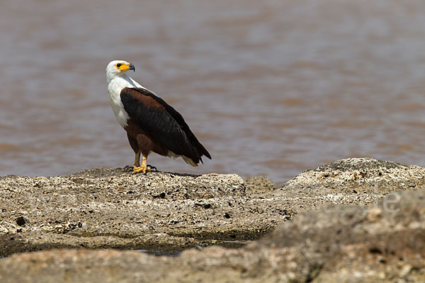 Schreiseeadler (Haliaeetus vocifer)