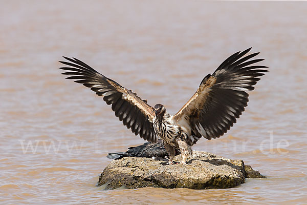 Schreiseeadler (Haliaeetus vocifer)