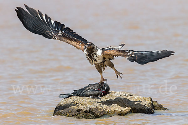 Schreiseeadler (Haliaeetus vocifer)