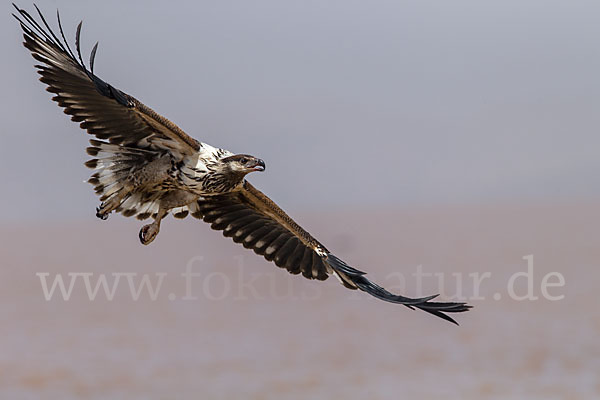 Schreiseeadler (Haliaeetus vocifer)