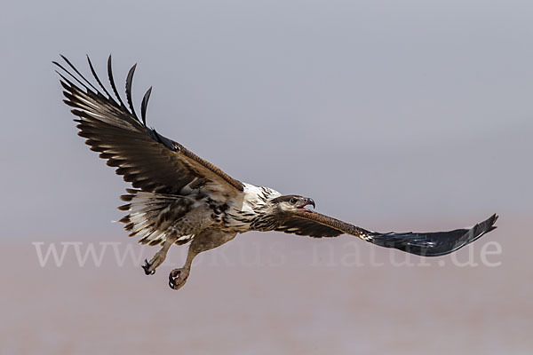 Schreiseeadler (Haliaeetus vocifer)