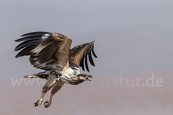 Schreiseeadler (Haliaeetus vocifer)