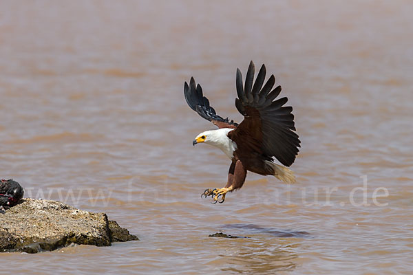 Schreiseeadler (Haliaeetus vocifer)