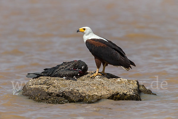 Schreiseeadler (Haliaeetus vocifer)