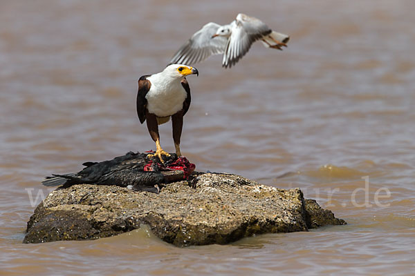 Schreiseeadler (Haliaeetus vocifer)