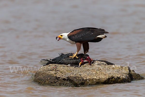 Schreiseeadler (Haliaeetus vocifer)