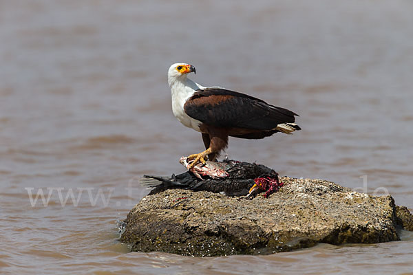 Schreiseeadler (Haliaeetus vocifer)