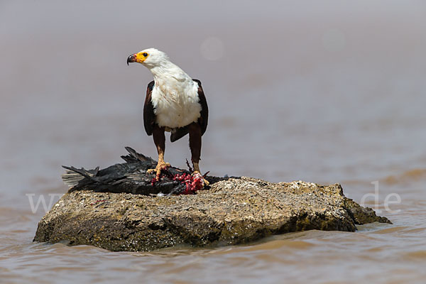 Schreiseeadler (Haliaeetus vocifer)