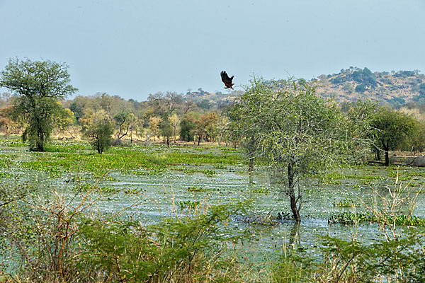 Schreiseeadler (Haliaeetus vocifer)