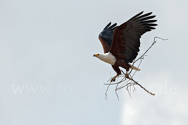 Schreiseeadler (Haliaeetus vocifer)