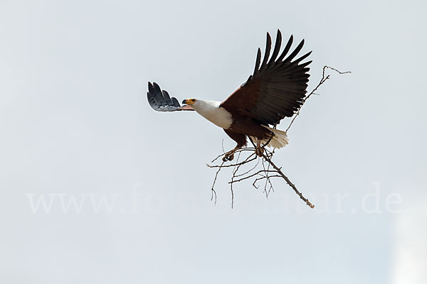 Schreiseeadler (Haliaeetus vocifer)