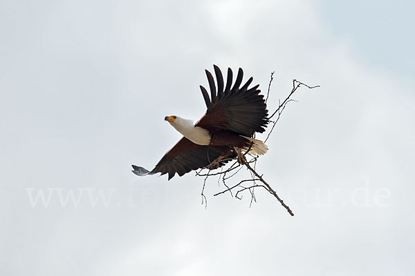 Schreiseeadler (Haliaeetus vocifer)