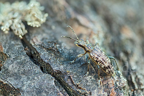 Schrotbock (Rhagium inquisitor)