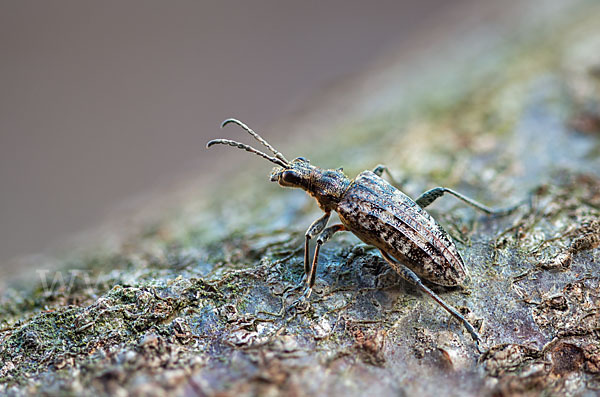 Schrotbock (Rhagium inquisitor)