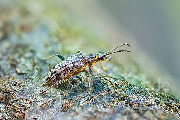 Schrotbock (Rhagium inquisitor)