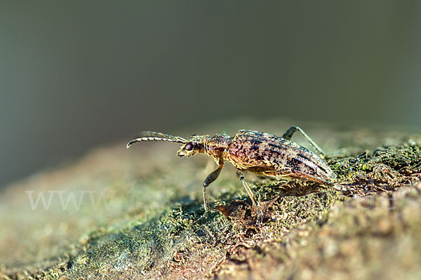 Schrotbock (Rhagium inquisitor)