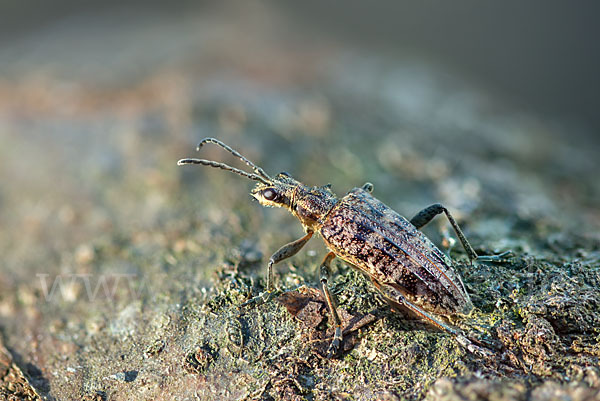 Schrotbock (Rhagium inquisitor)